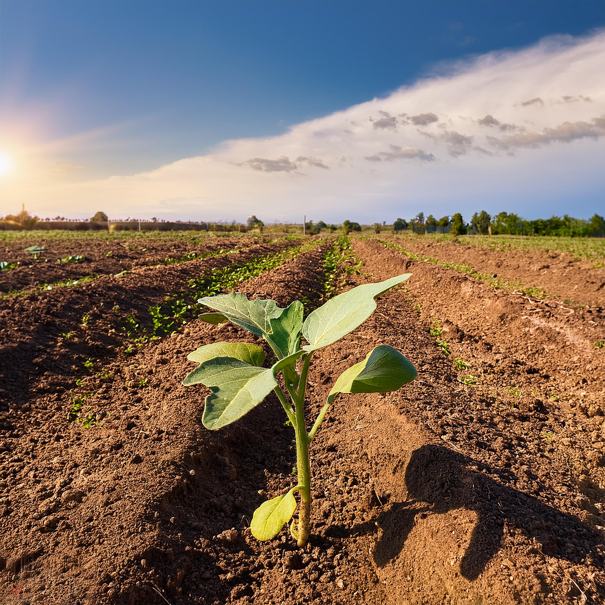 bkk-solutions-Brinjal-seedling