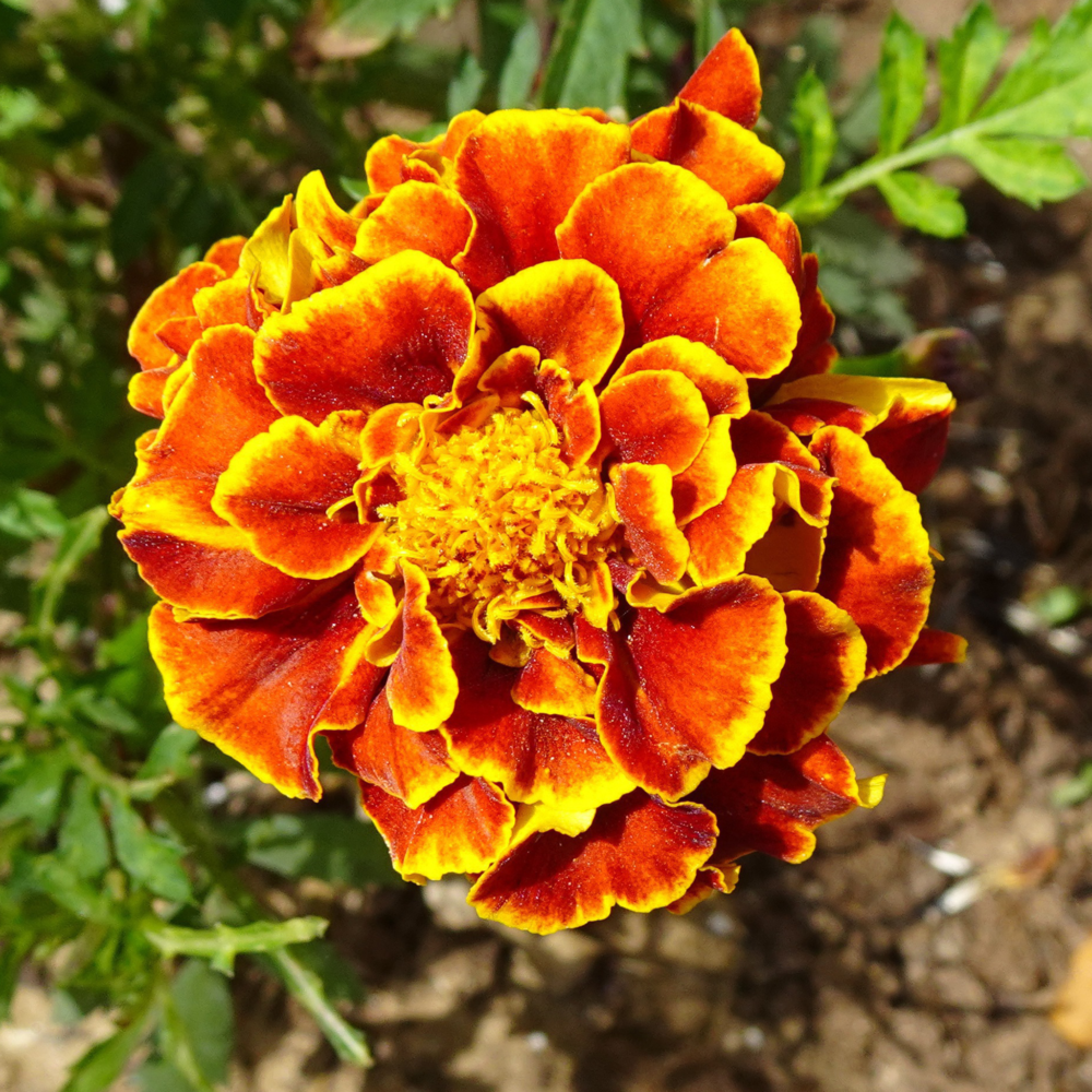 bkk-french-marigold