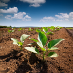 bkk-solutions-Brinjal-seedling