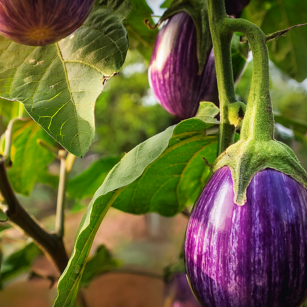 bkk-solutions-brinjal-seeds